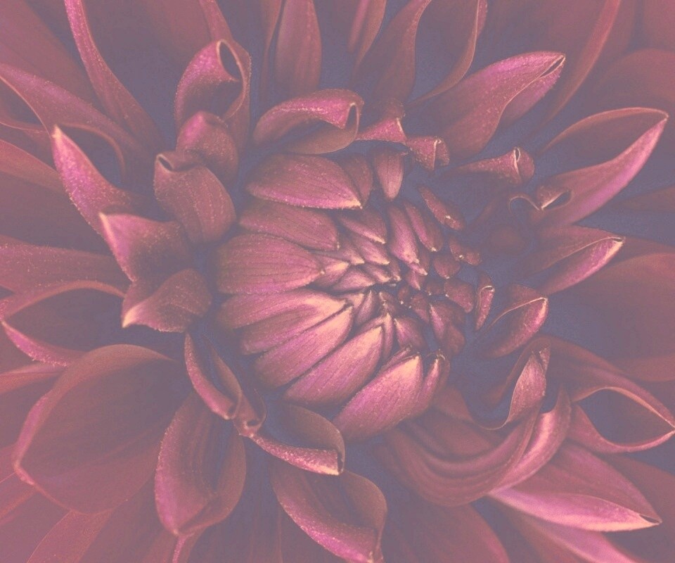 Цветок обои