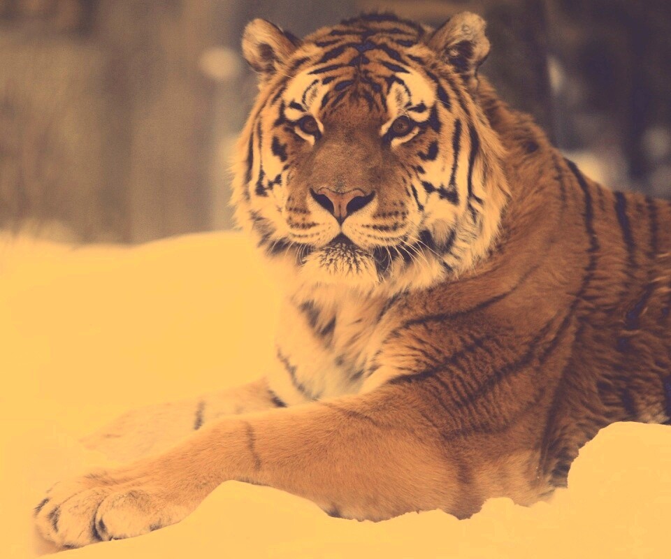 Тигр в снегу обои
