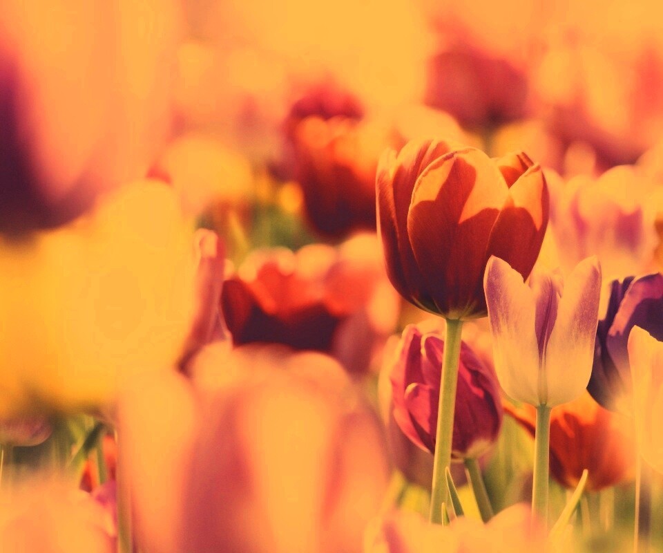 Красивые тюльпаны обои