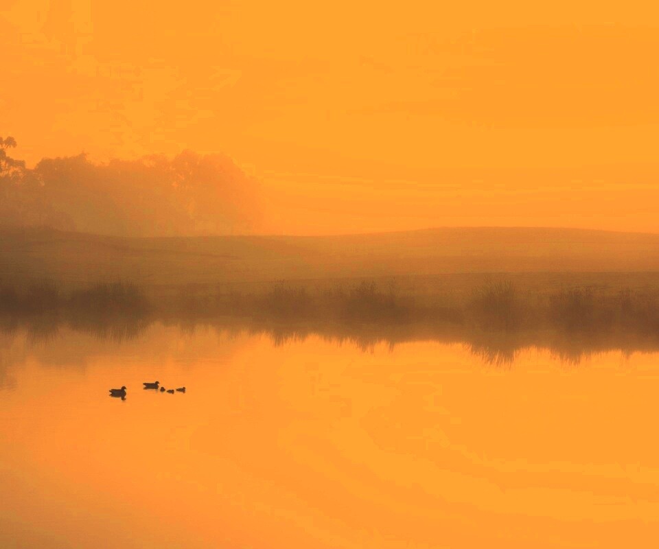 Ducks on a Misty Pond обои