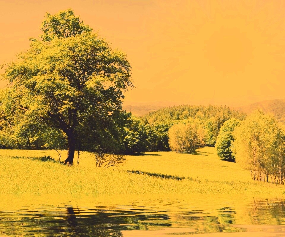 Дерево у воды обои