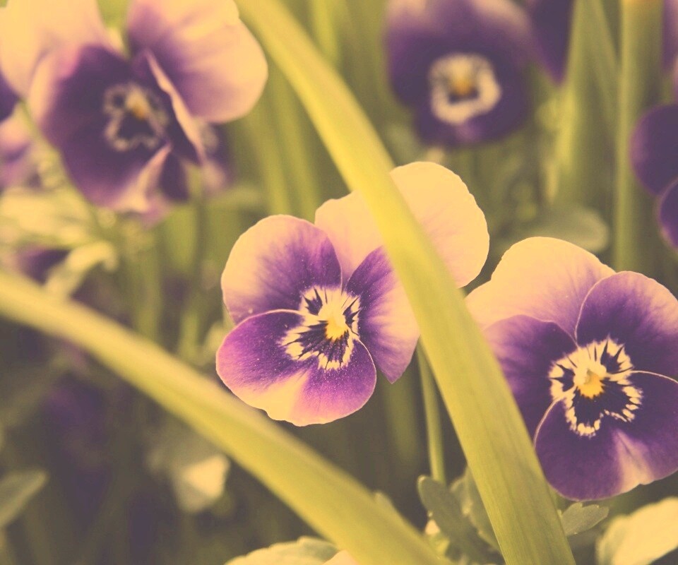 Анютины глазки обои