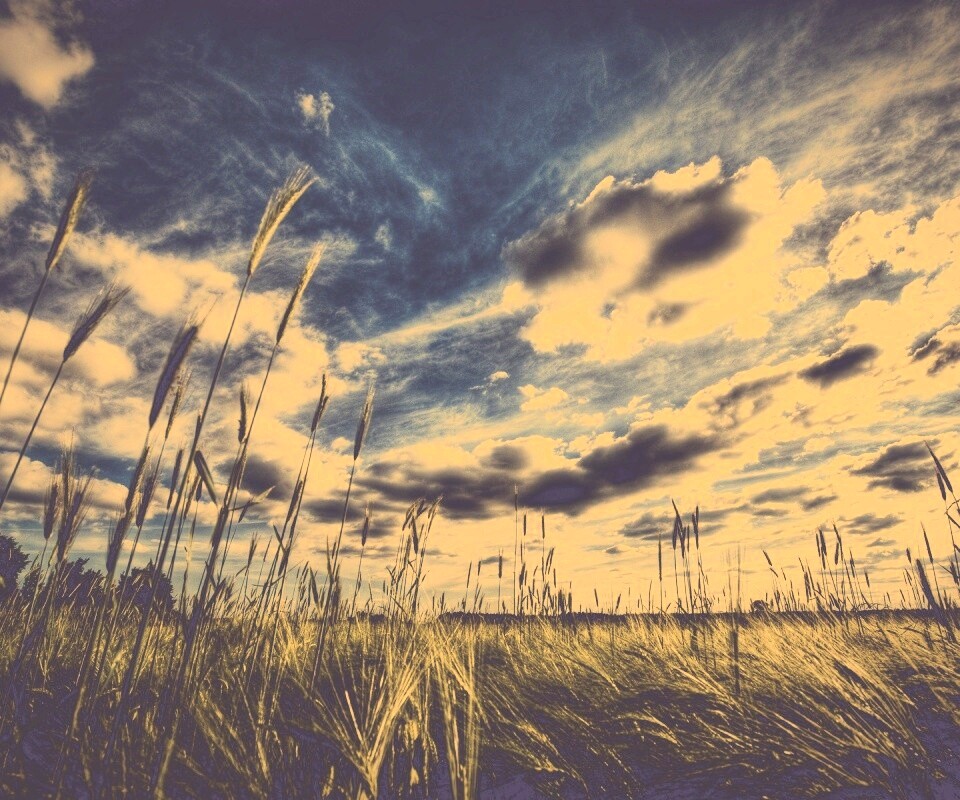 HDR Поле обои