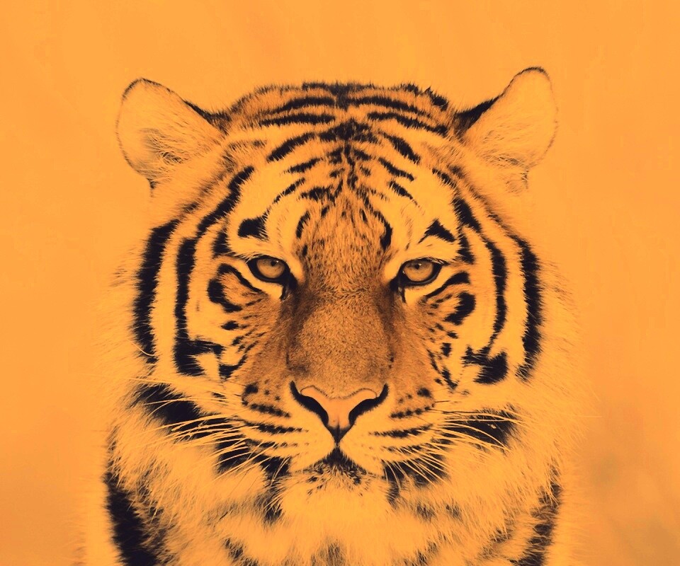 Красавец тигр обои