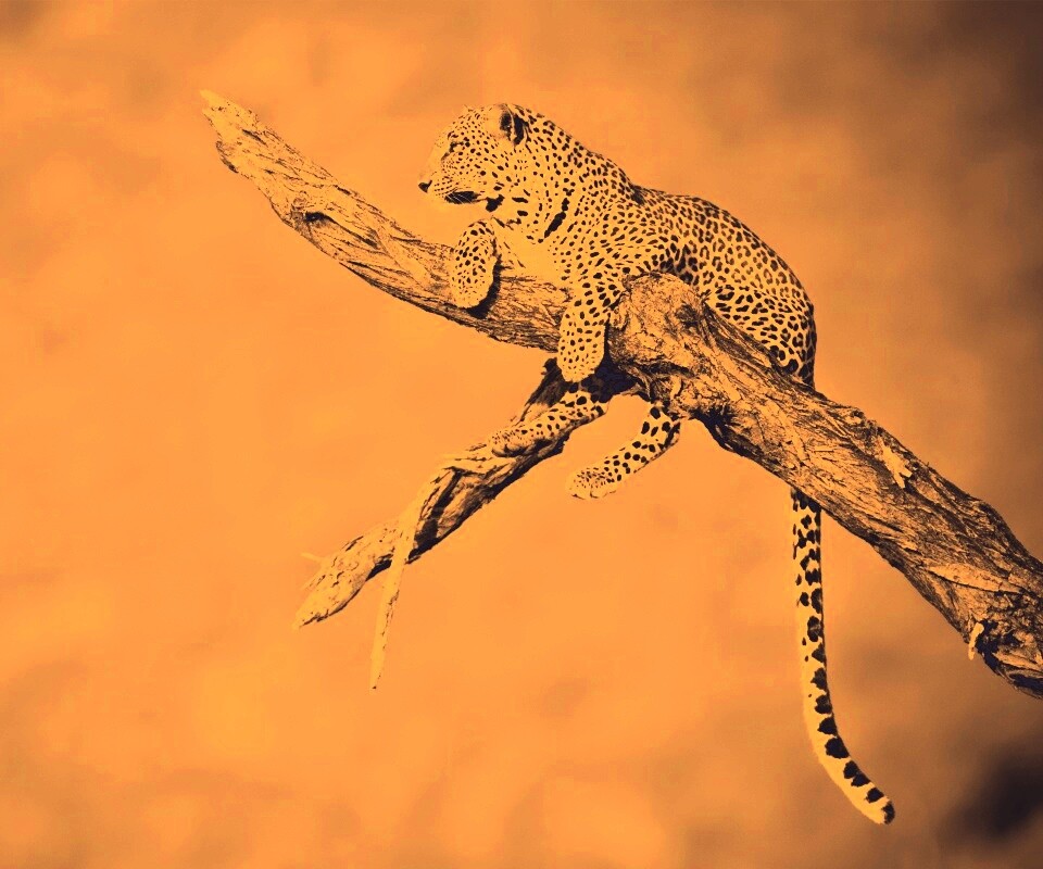 Ягуар на дереве обои