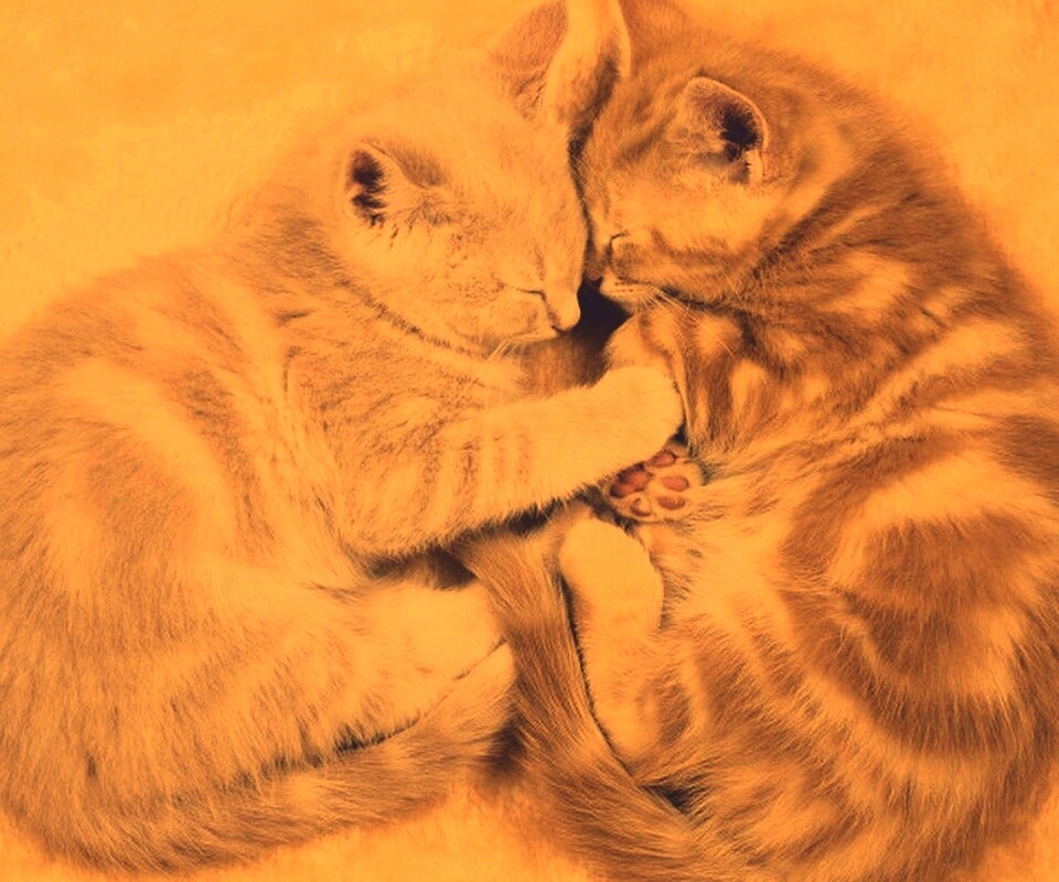 Рыжие котята в обнимку обои