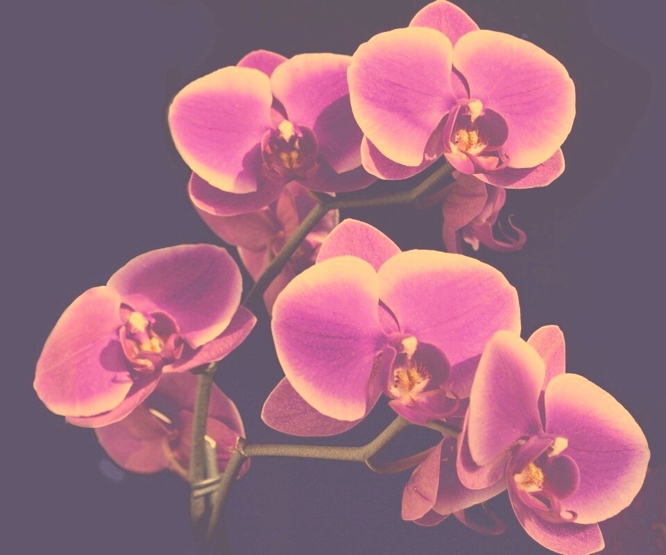 Орхидея обои