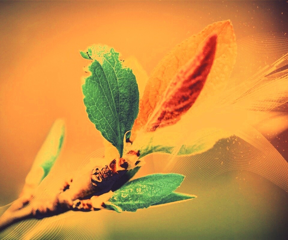 Разноцветные листья обои