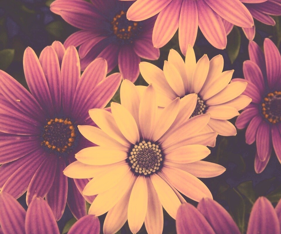 Цветочки обои