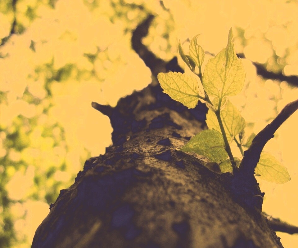 Ствол дерева обои