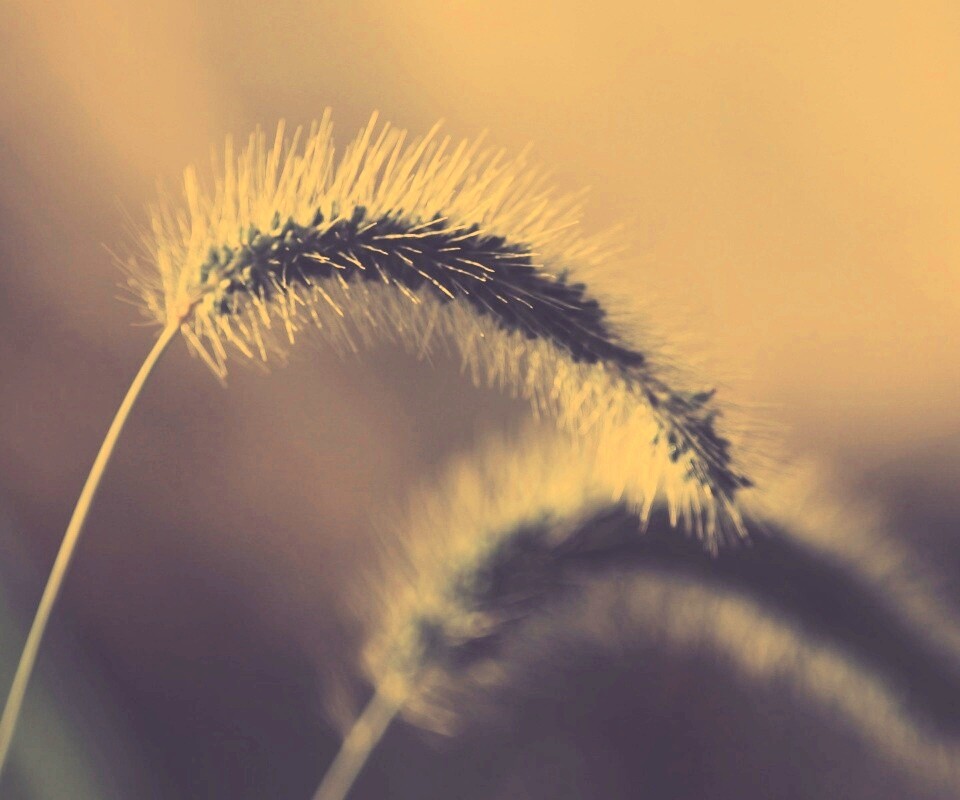 Травинка обои
