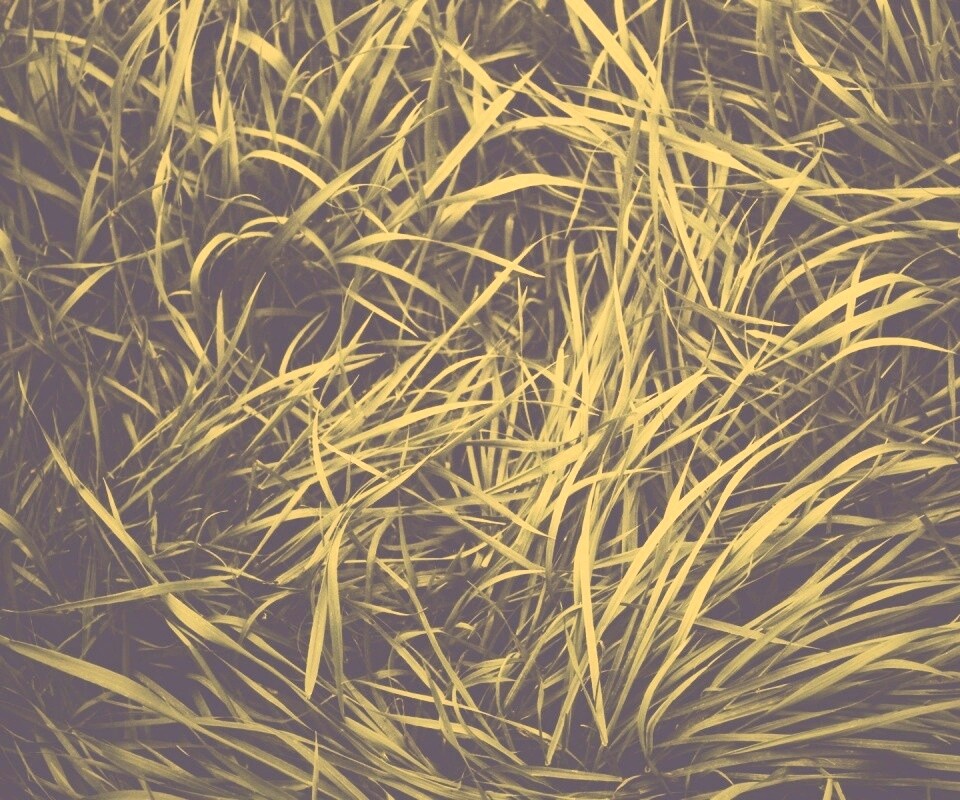 Блеклая трава обои