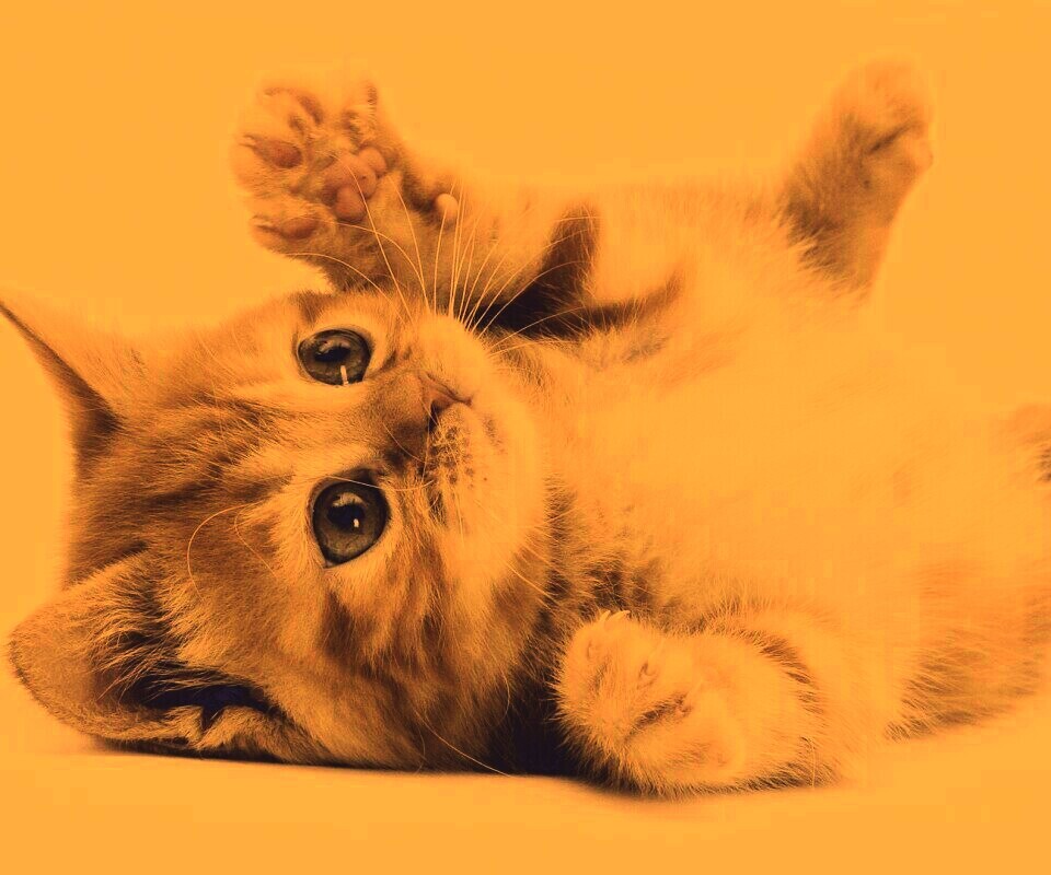 Котёнок обои