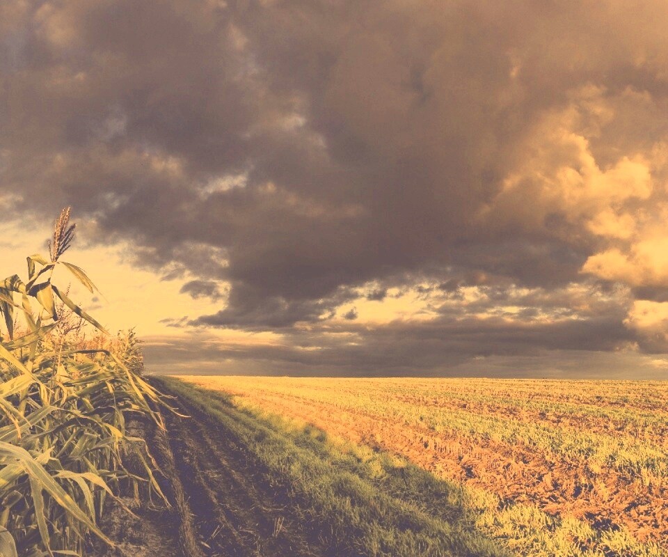 Кукурузное поле обои