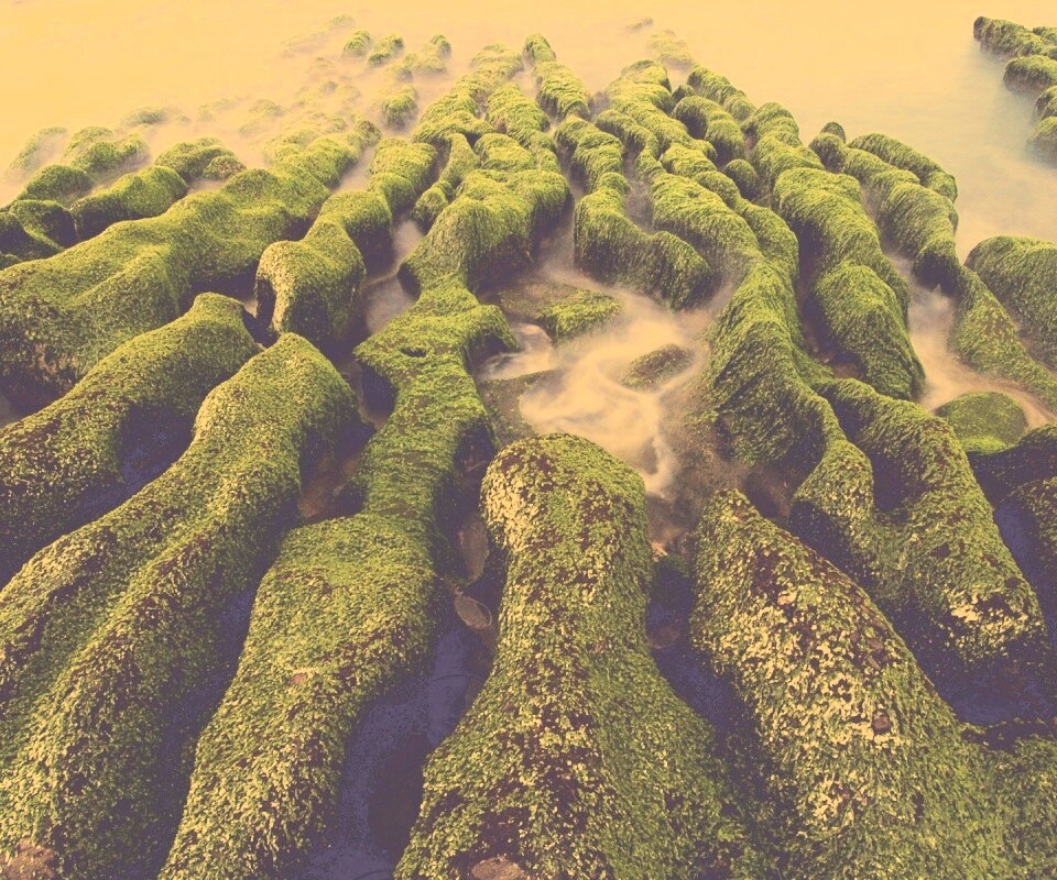 Заросший берег обои