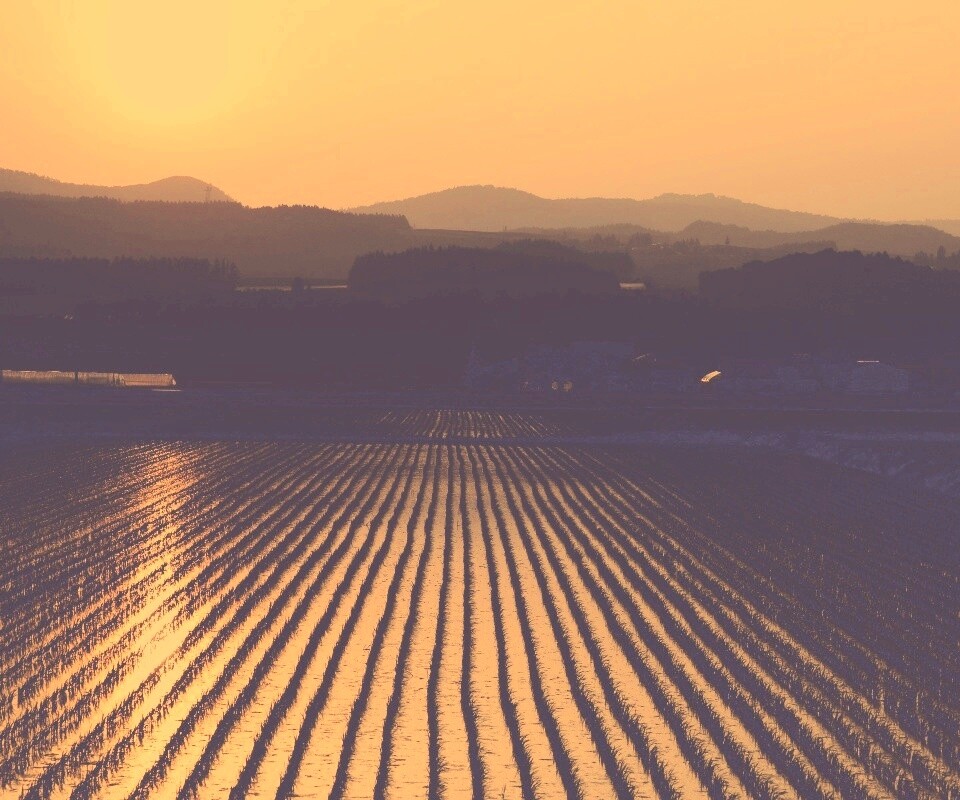 Рисовые поля обои