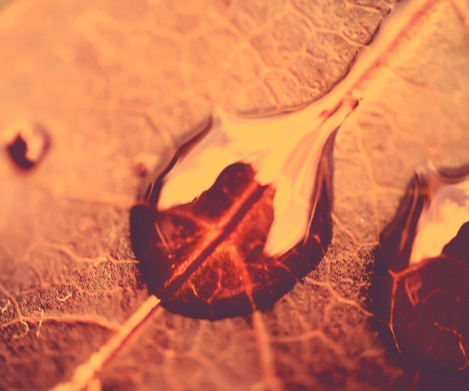 Две капли на красном листке обои