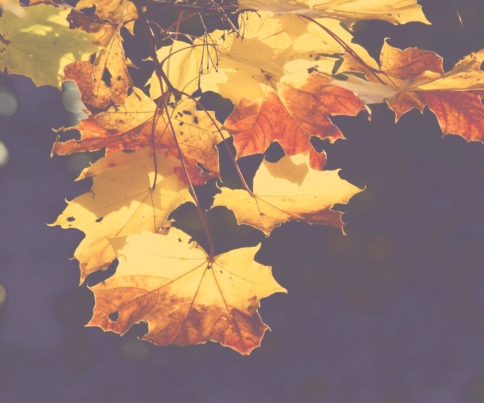 Колоритные осенние листья обои