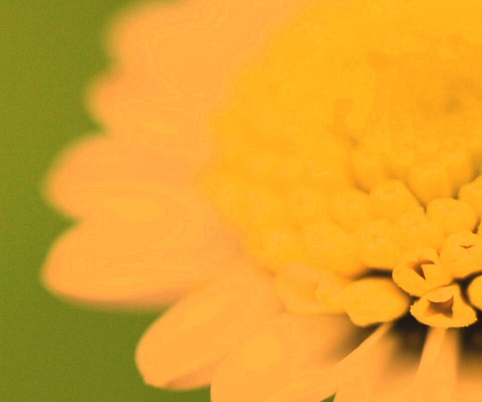 Хризантема обои