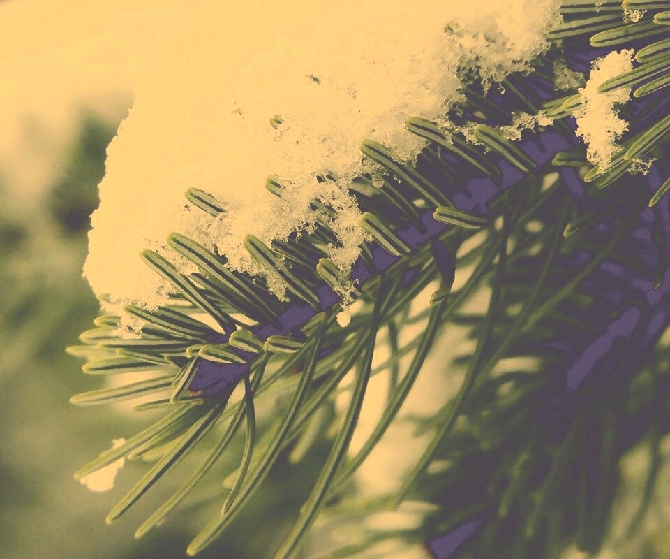 Хвойная ветка вся в снегу обои