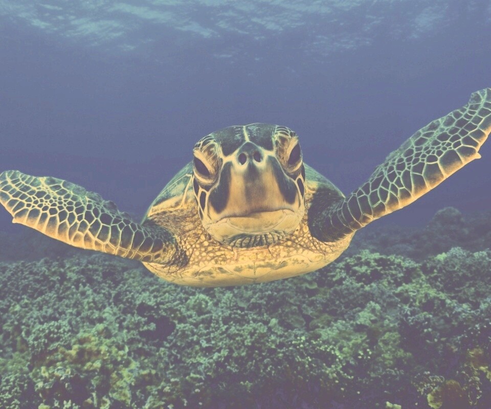Морская черепаха обои