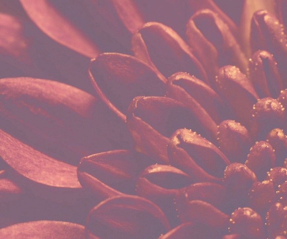 Лепестки хризантемы обои