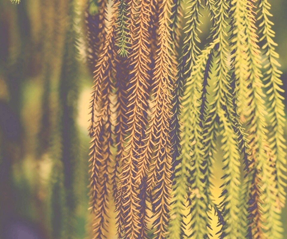 Зеленые колючки обои