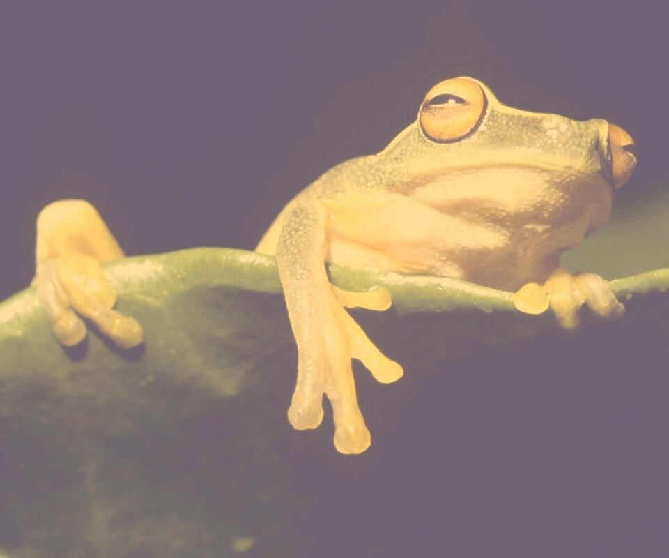 Лягушка на отдыхе обои