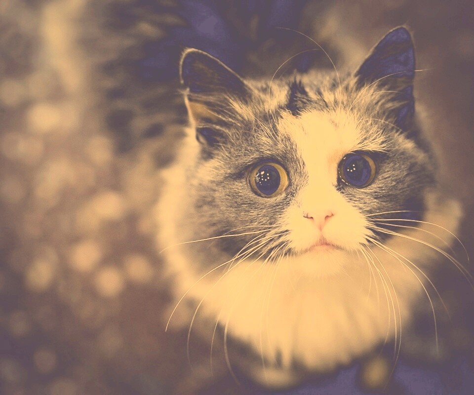 Удивленный котэ обои