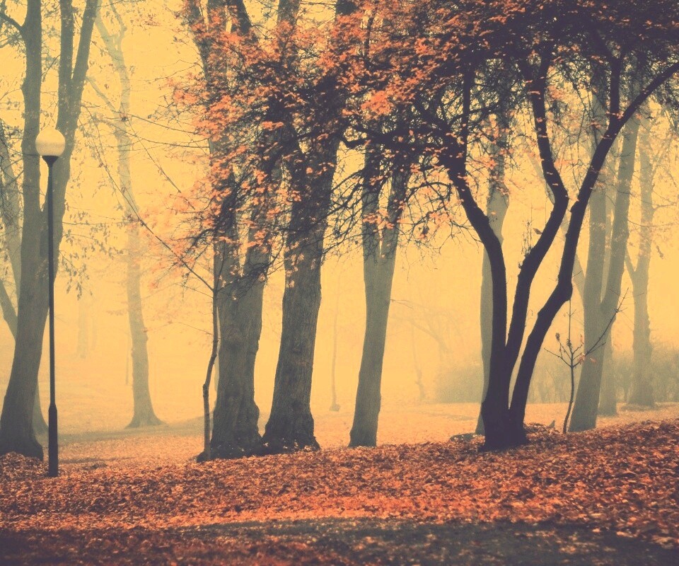 Парк красных листьев обои