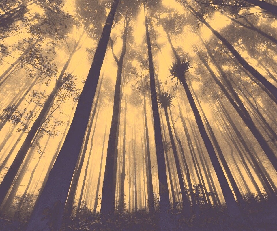 Джунгли обои