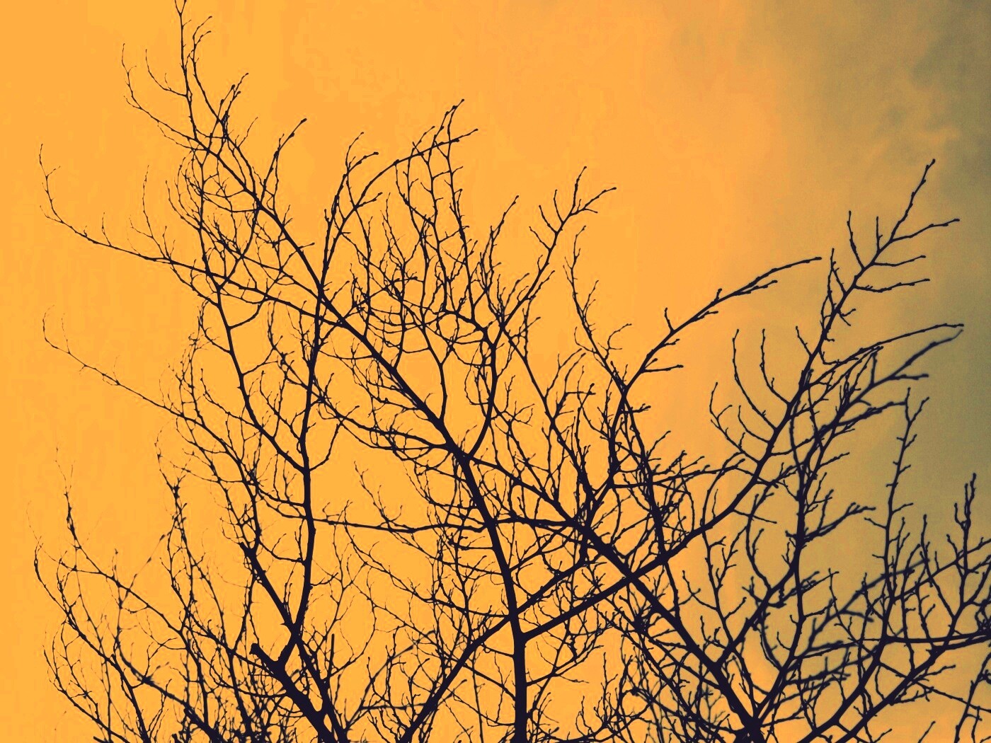 Ветвистое дерево обои