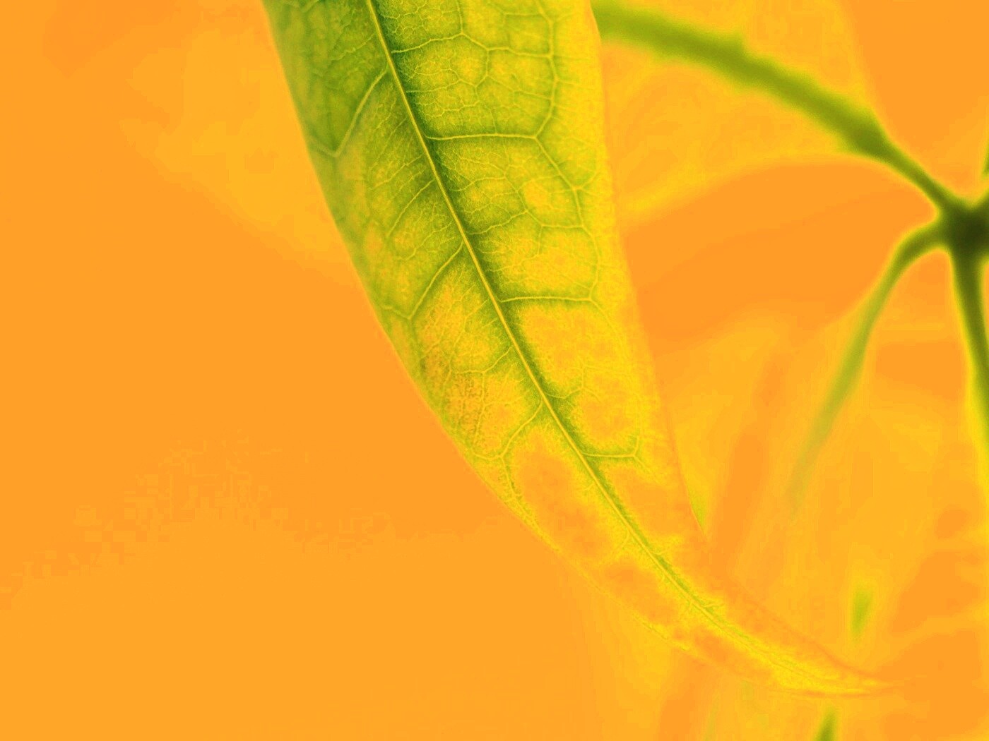 Зеленый листок обои