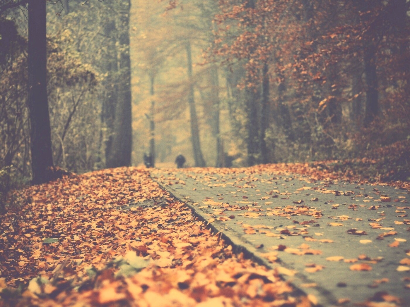 Осенняя дорога обои