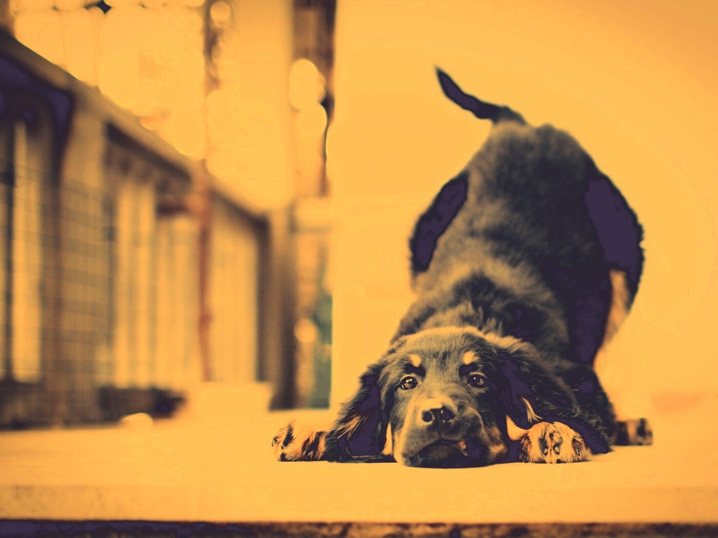 Игривый пес обои