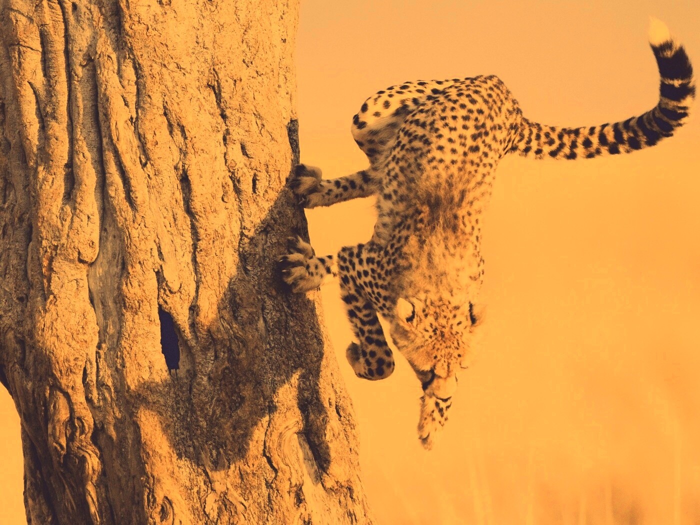 Скалолаз обои