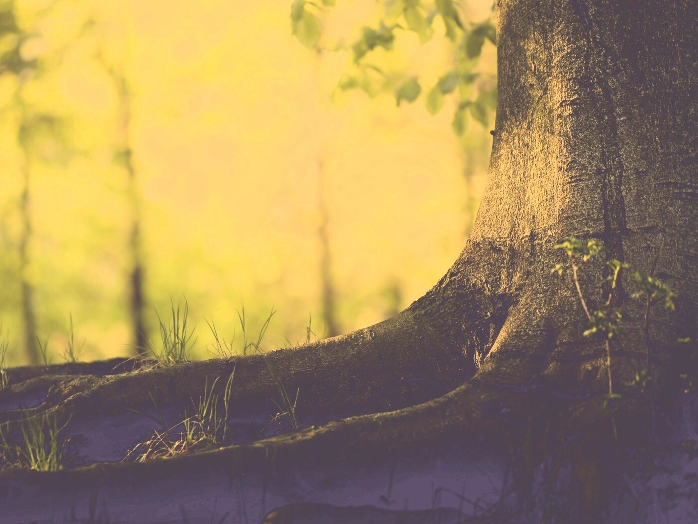 Корни дерева обои