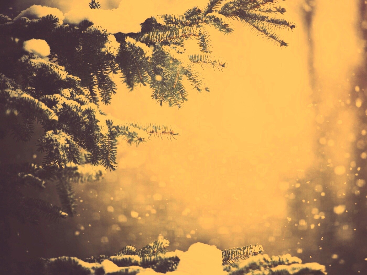 Еловые лапы в снегу обои