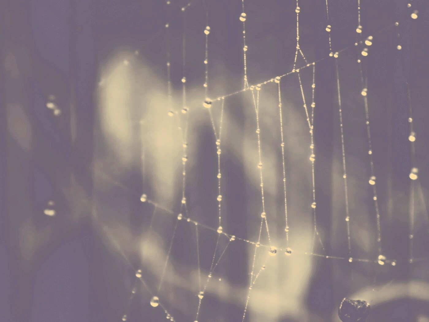 Роса на паутине обои