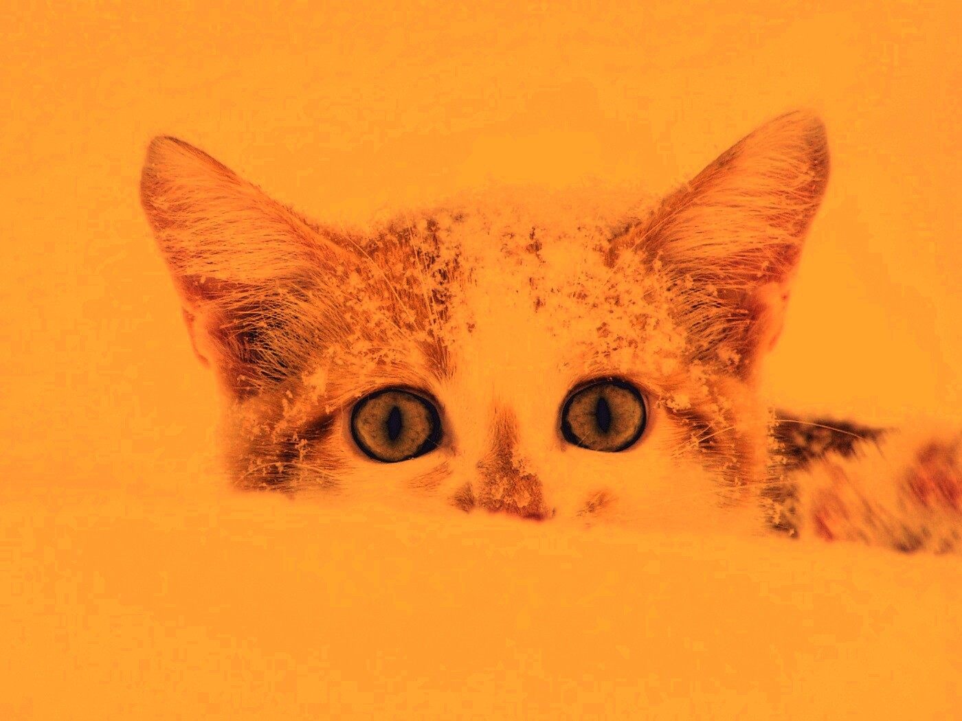 Рыжий котёнок в снегу обои