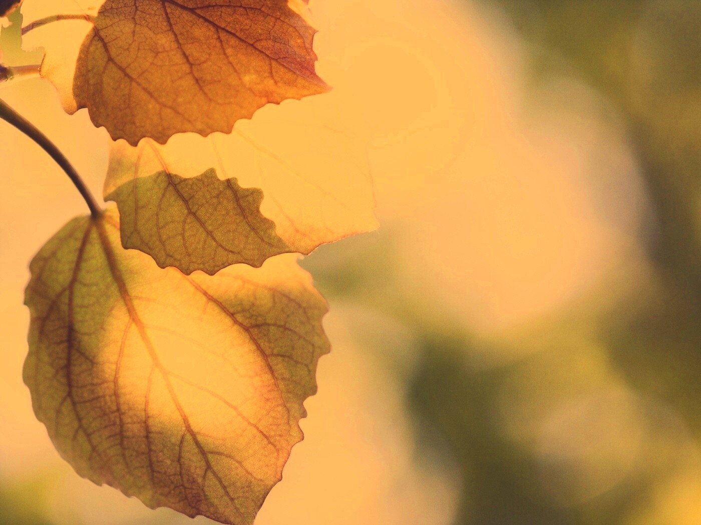 Макро фото осенней листвы обои