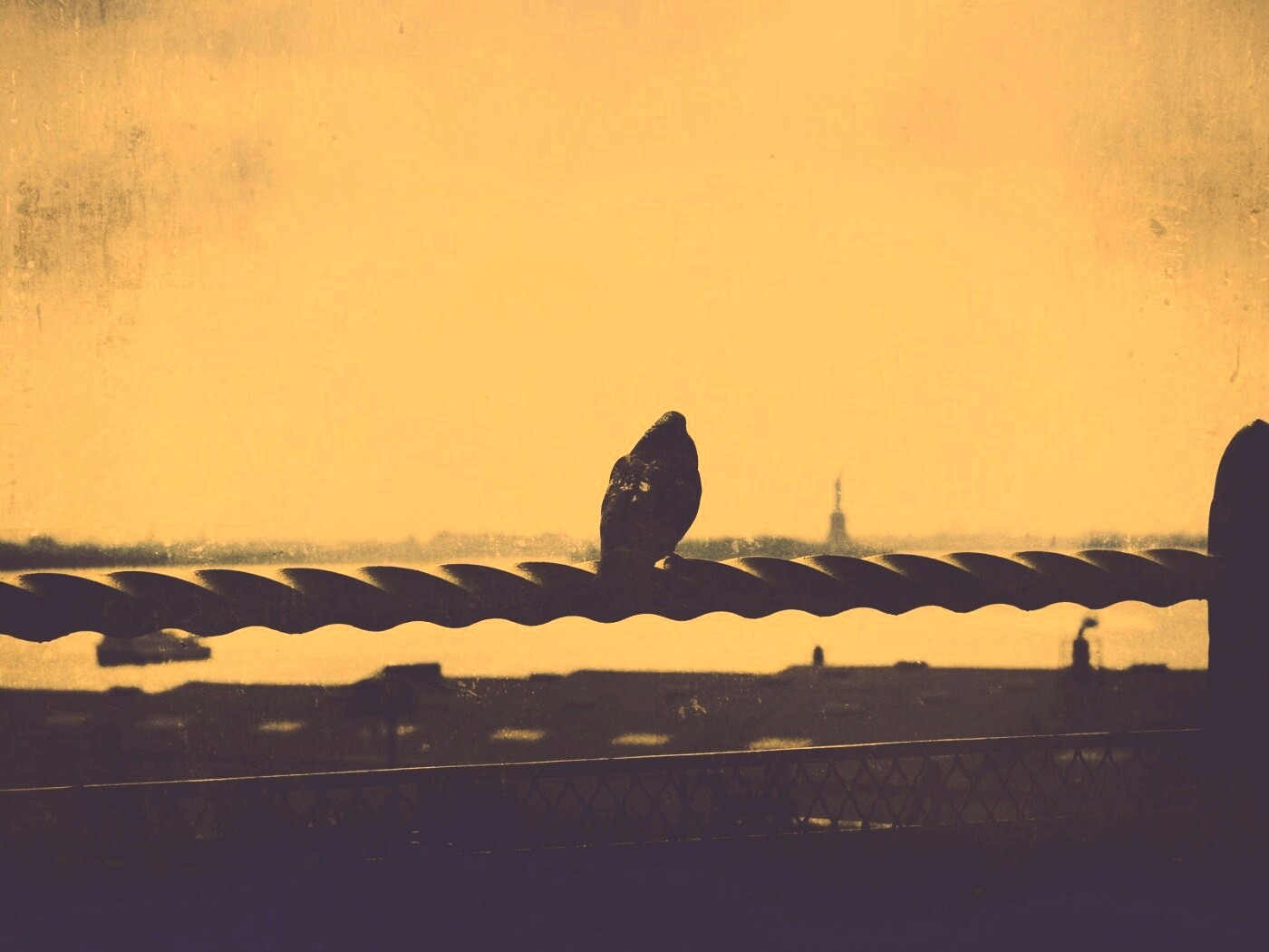 Голубь в Нью-Йоркских доках обои