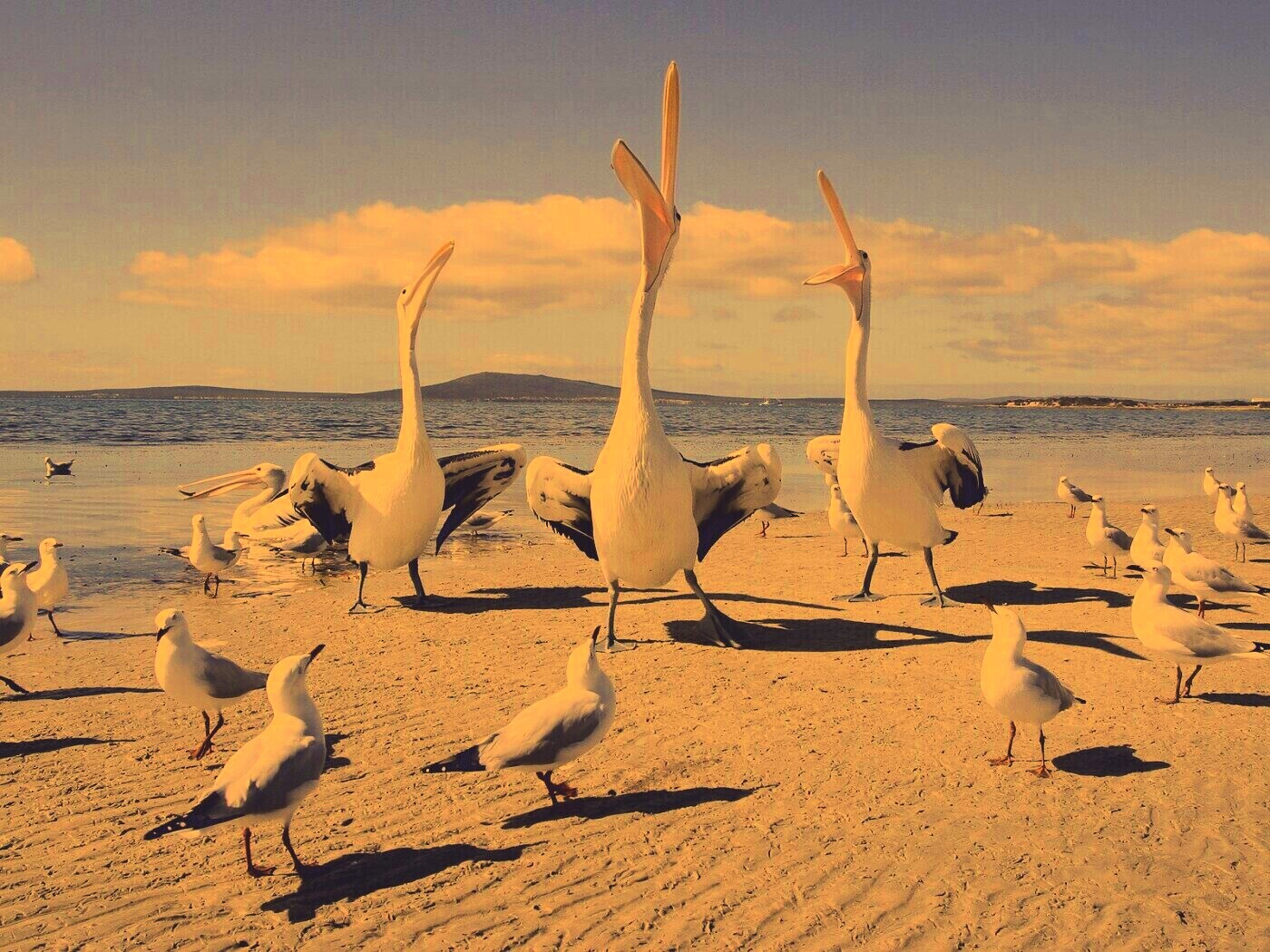 Пеликаны и чайки обои