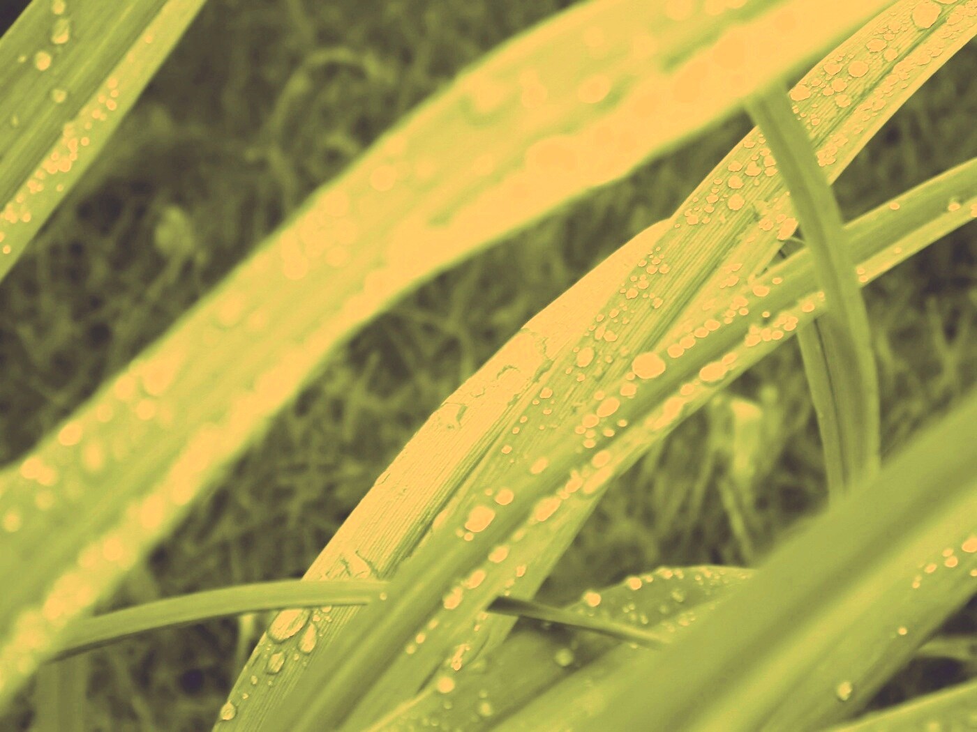 Роса на траве обои