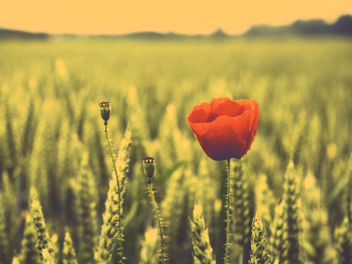 Первый распустившийся мак обои