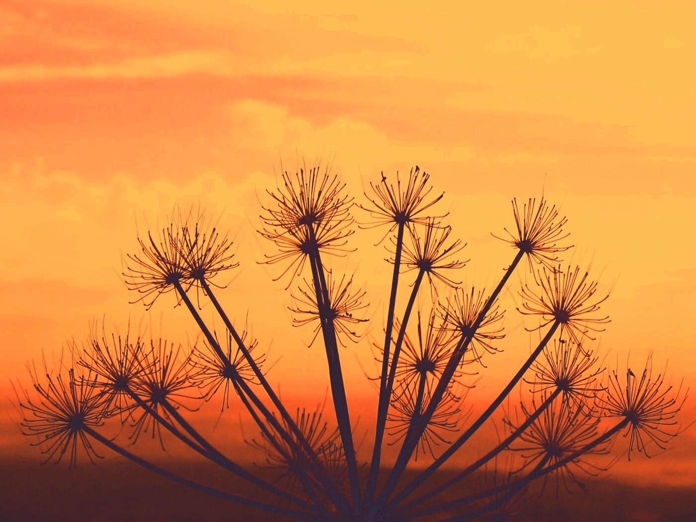 Зонтичное соцветие обои