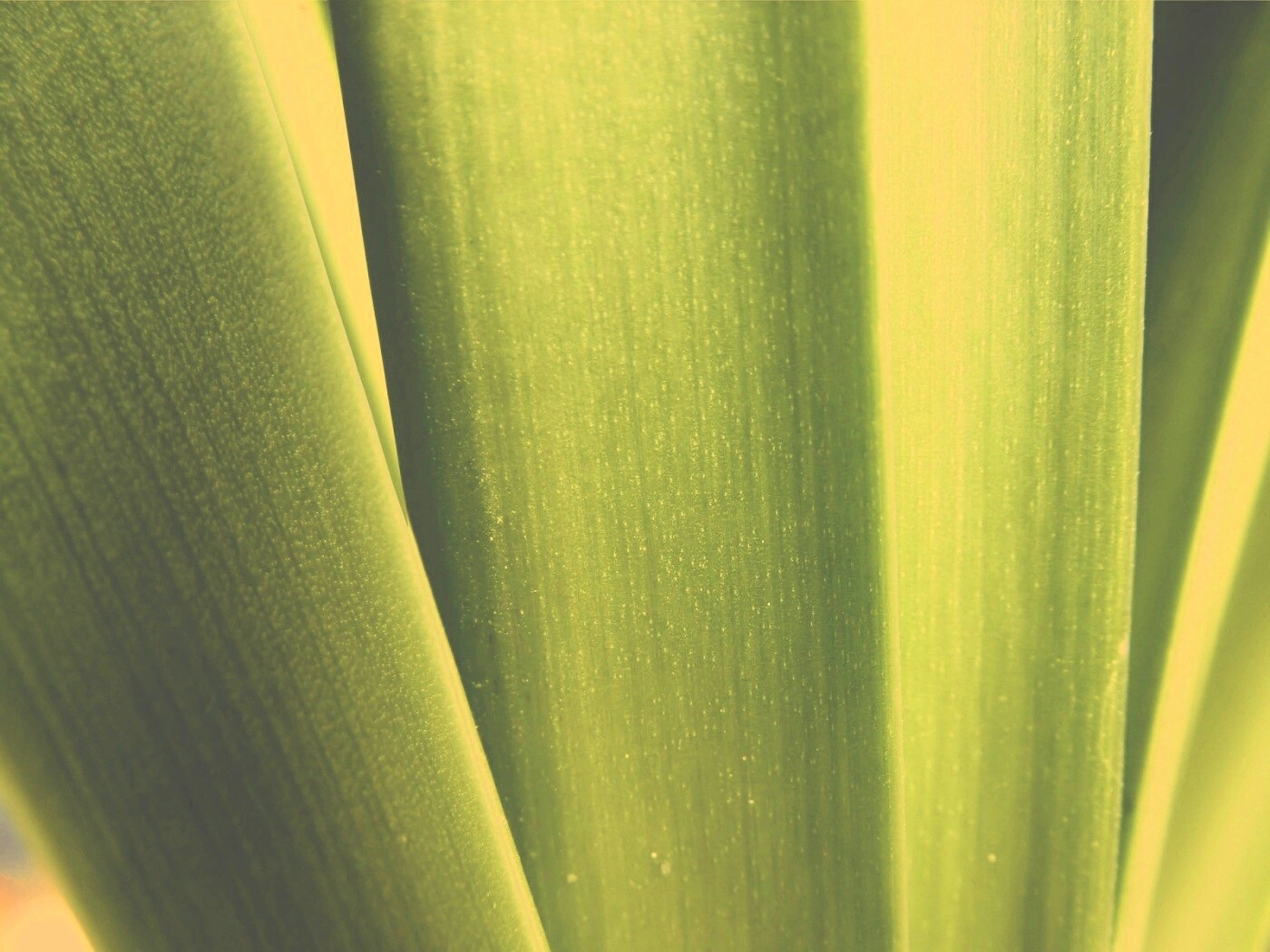 Сочная травинка обои