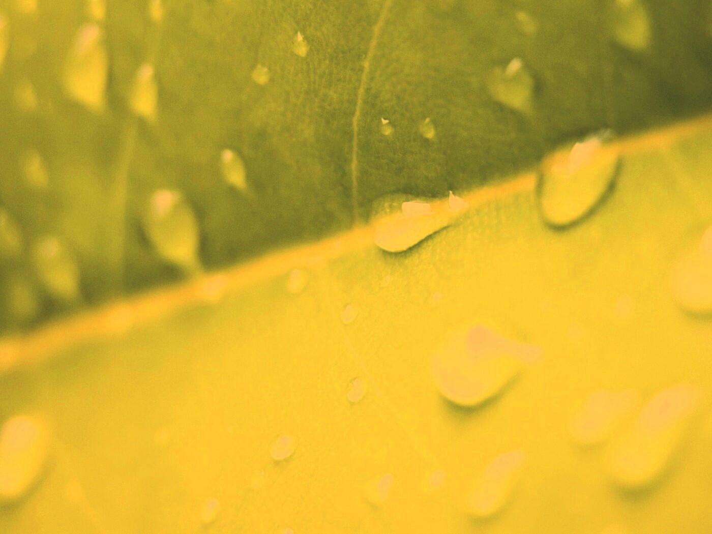 Капли на листе обои