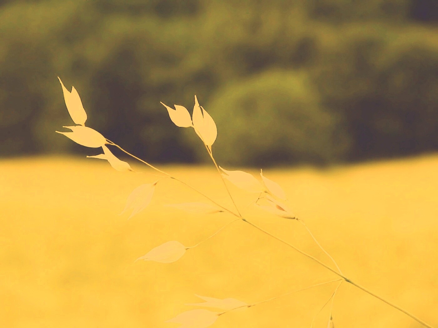 Белые полевые цветочки обои