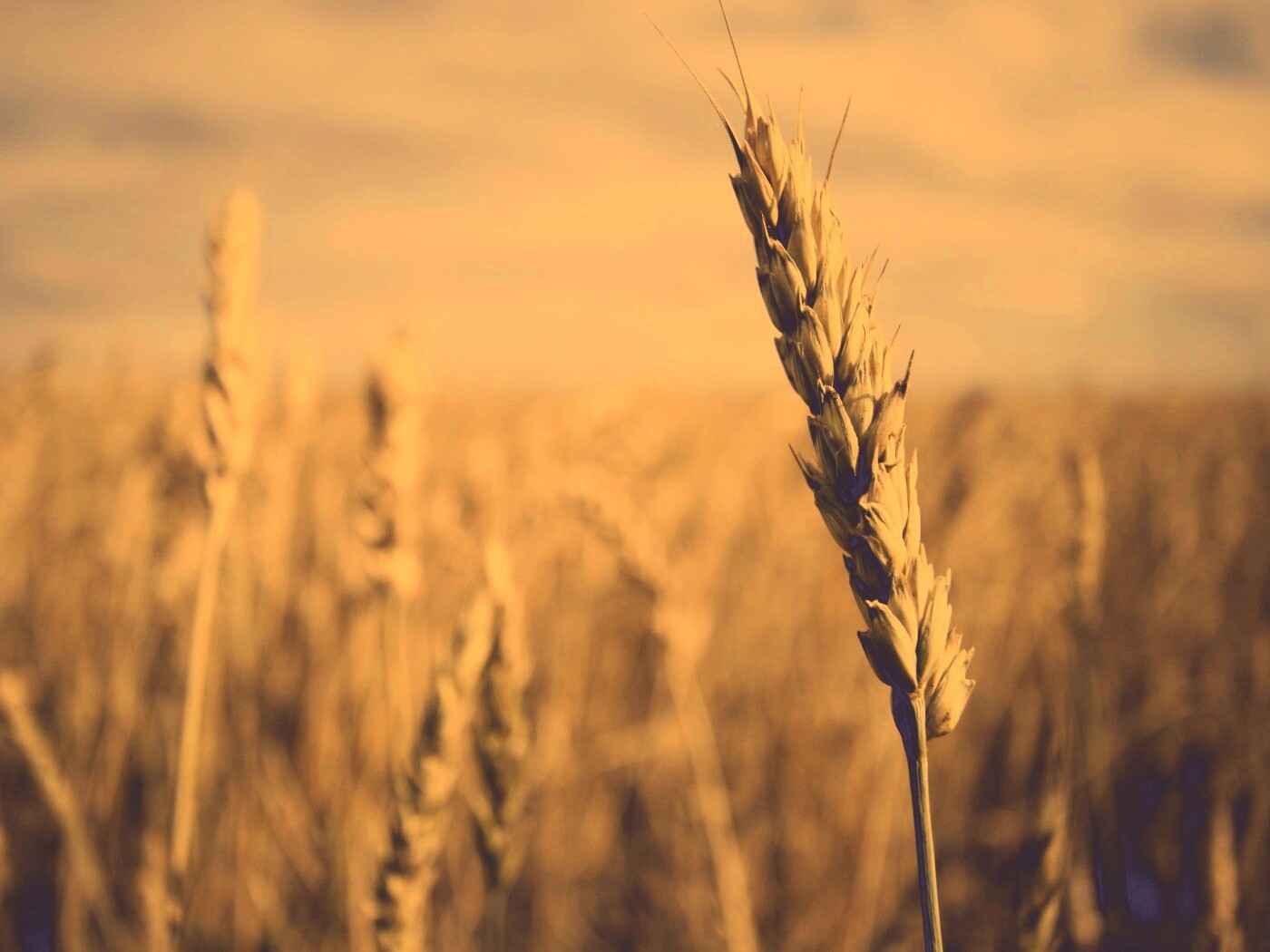 Колосок обои